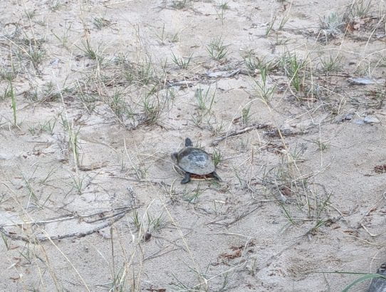 We Saw a Turtle?! - Photo Log #1
